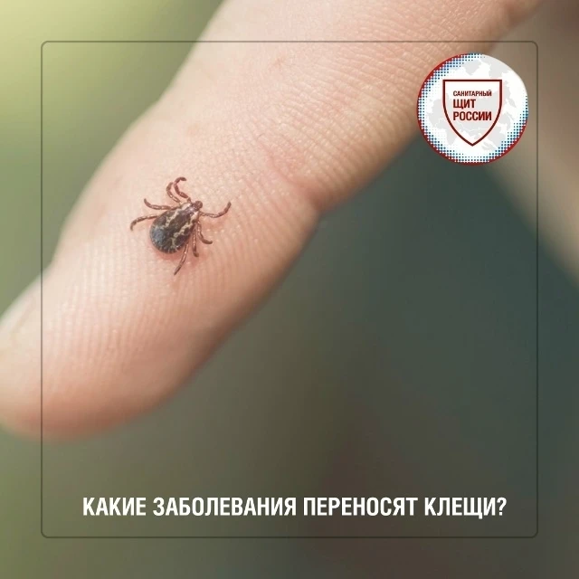 Весной и летом ☀ активизируются клещи, а вместе с этим возрастает риск инфекций, которые передаются 
