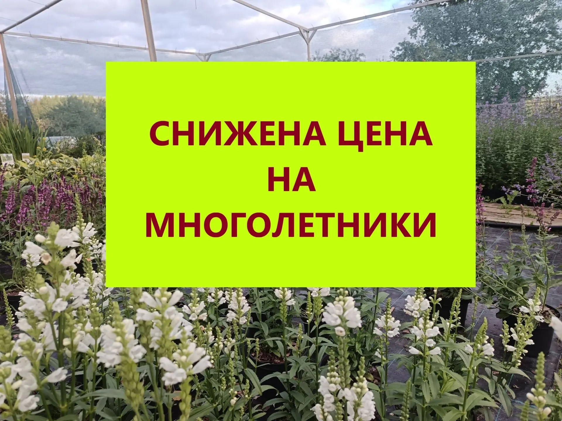 У НАС СЕЗОННОЕ СНИЖЕНИЕ ЦЕН НА МНОГОЛЕТНИКИ!