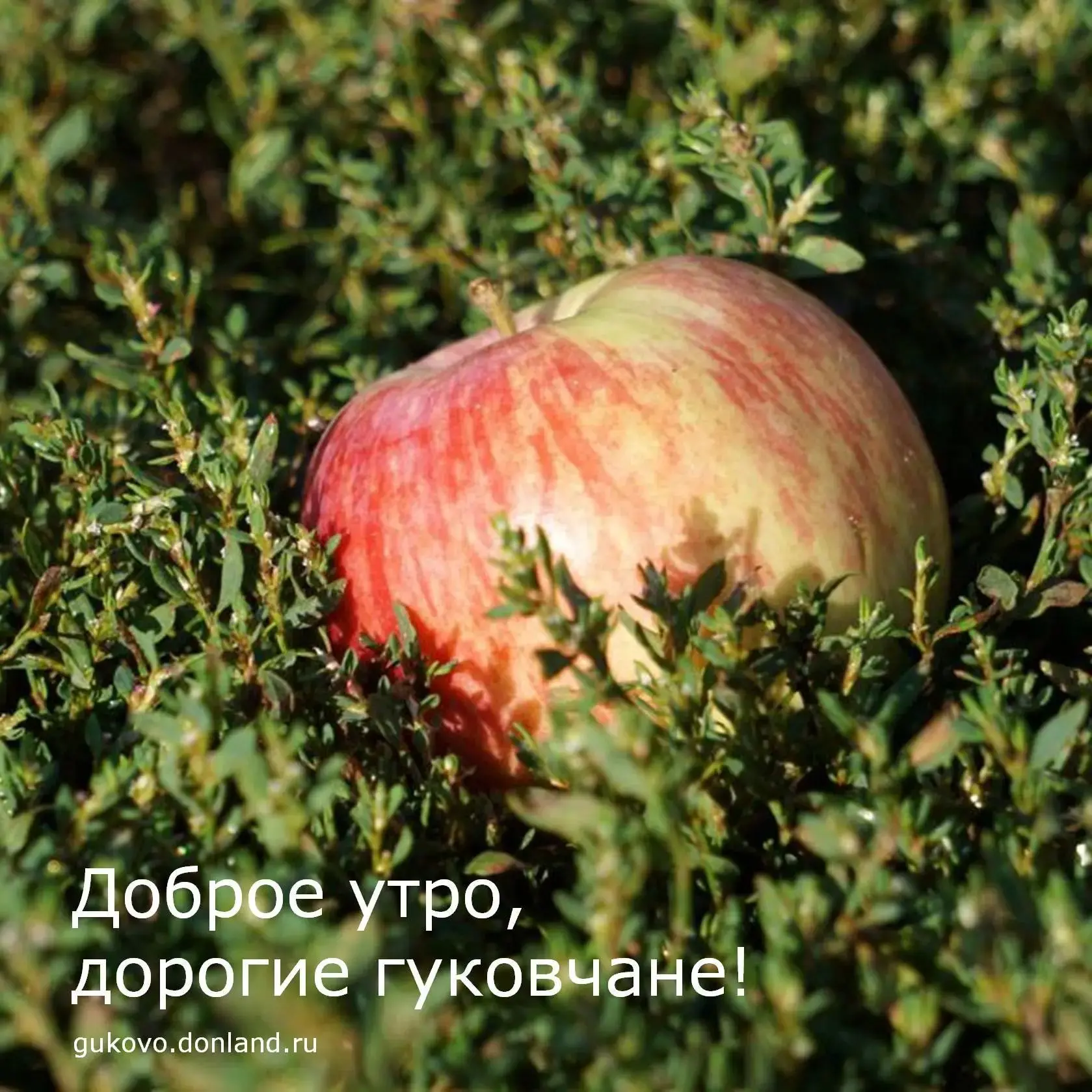 С добрым утром, гуковчане🌼

🗓На календаре 29 июля, среда.

По прогнозам синоптиков сегодня днем в 
