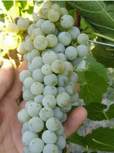 Виноград, который не боится заморозков и дает по 20 кг с куста ⚖️🌱