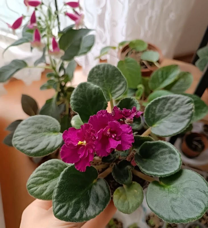 Сенполия: уход и цветение 🌸