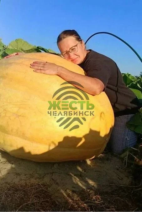 🎃 В Челябинске вырастили тыкву почти с человека