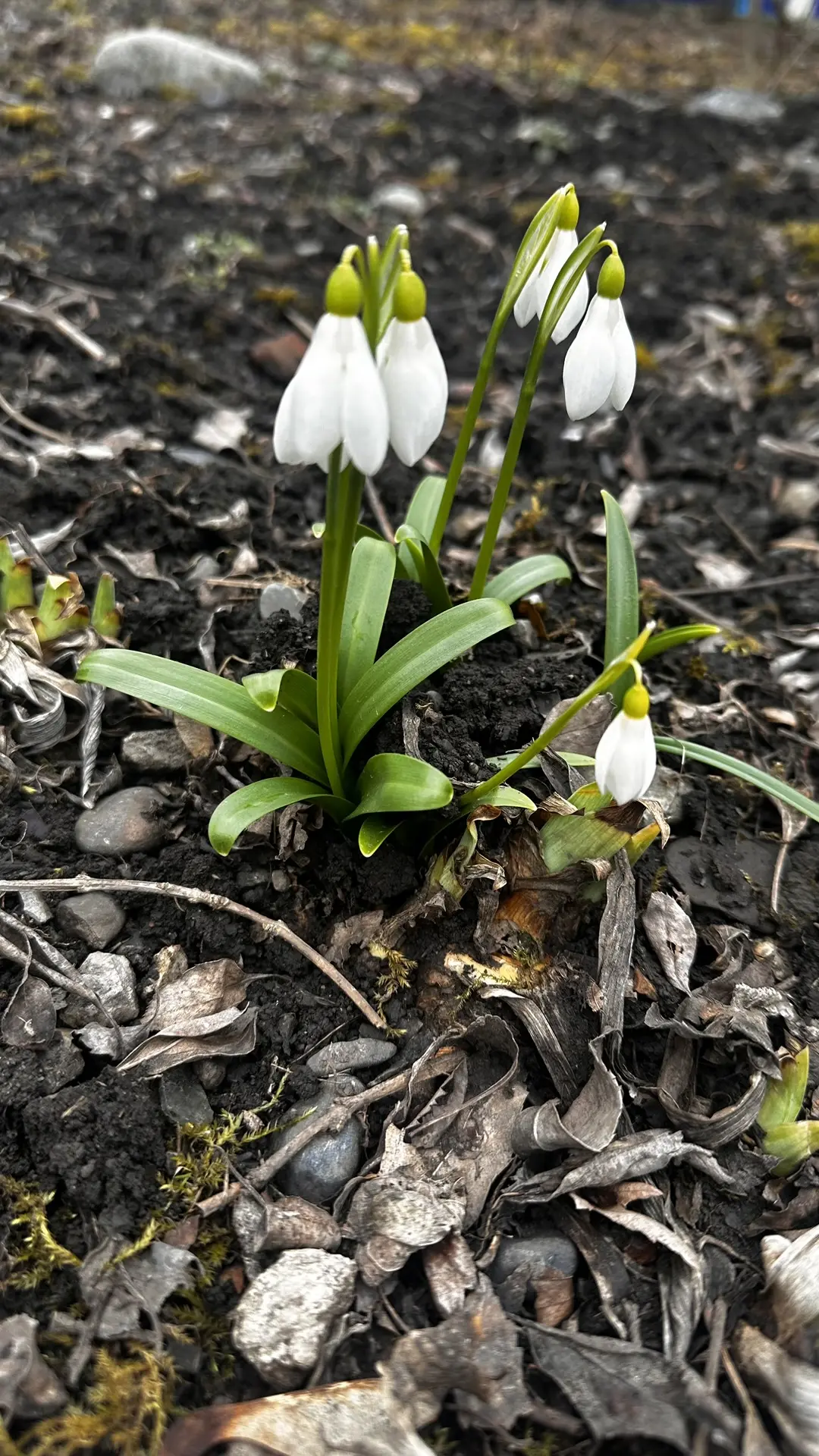 🌷 Дорогие наши воспитанники, уважаемые родители, коллеги и друзья нашего детского сада!

С первым д