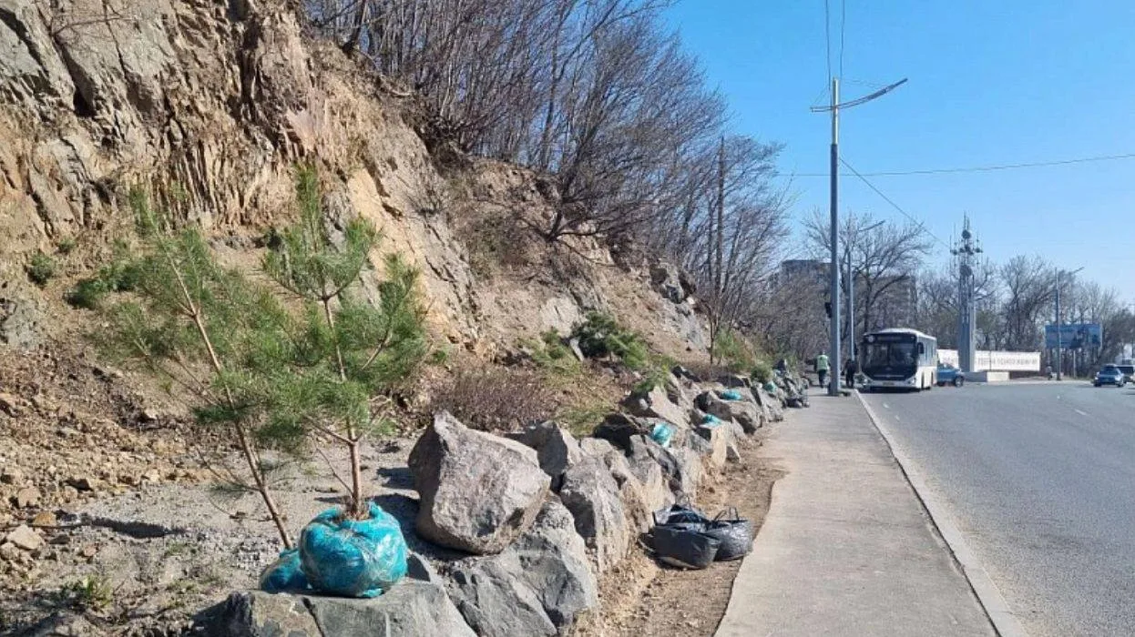 🌳Владивосток массово озеленяют — в городе высадят больше 30 тысяч деревьев  Во Владивостоке продолжа