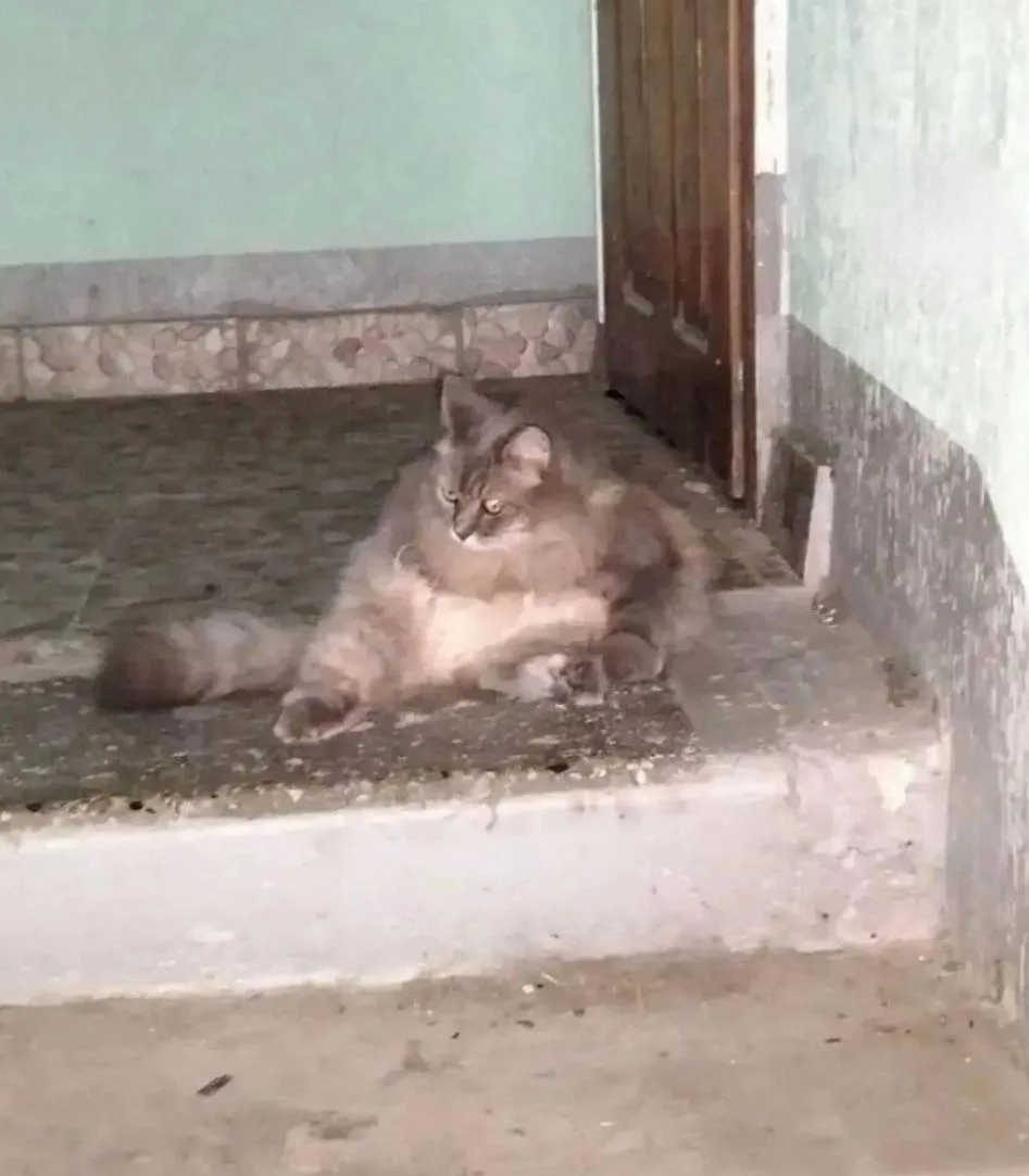 В Новороссийске во дворе нашли мёртвыми двух домашних котов