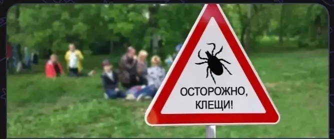 Клещи вышли на охоту: как обезопасить себя на природе?   Чтобы отдых не закончился больницей, соблюд