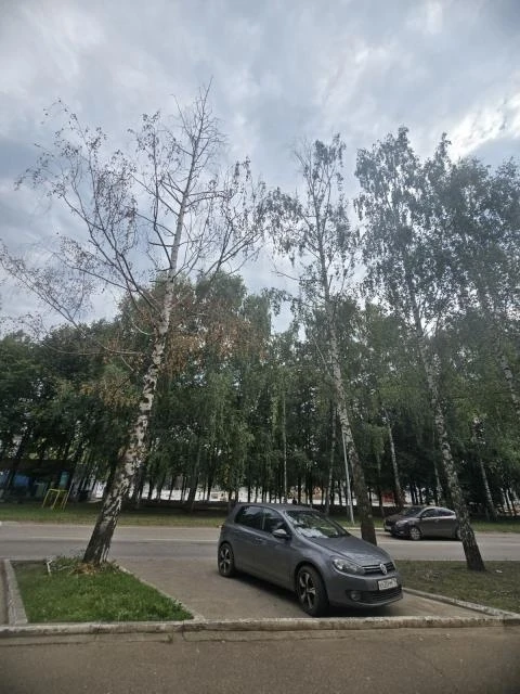 - Проспект Мира, 25. Необходимо убрать 3 аварийные березы, на парковке и вдоль дороги, ...
