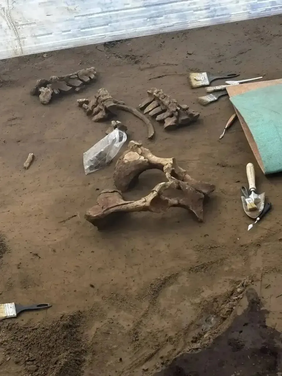 Кости мамонта нашли у Успенского монастыря.  В Удачном во время раскопок обнаружено более 3 000 объе