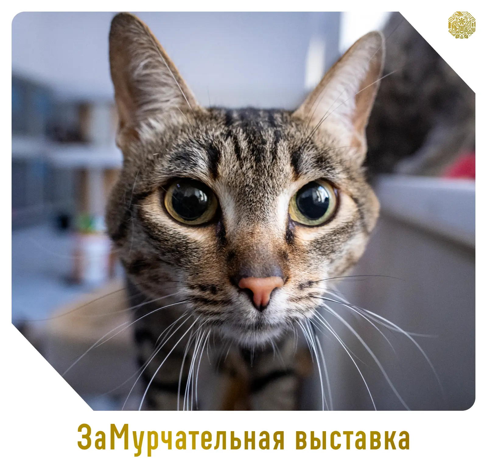 В Лабытнанги пройдет фестиваль «ЗаМурчательная выставка»