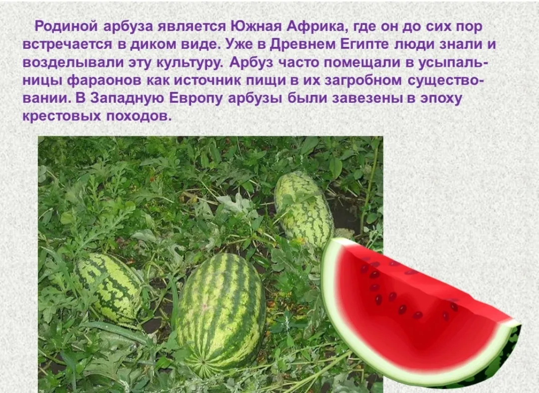 Интересные факты о арбузах.😉🍉