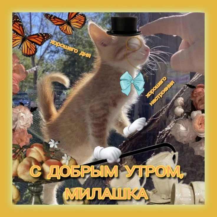 С всевозможными утрами, котята!☕️