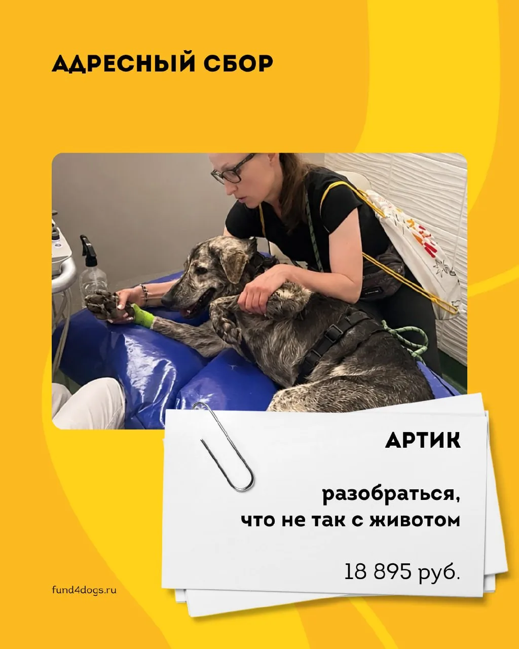 Сейчас на нашем сайте открыты три адресных сбора для животных, которым нужна помощь. ❤️