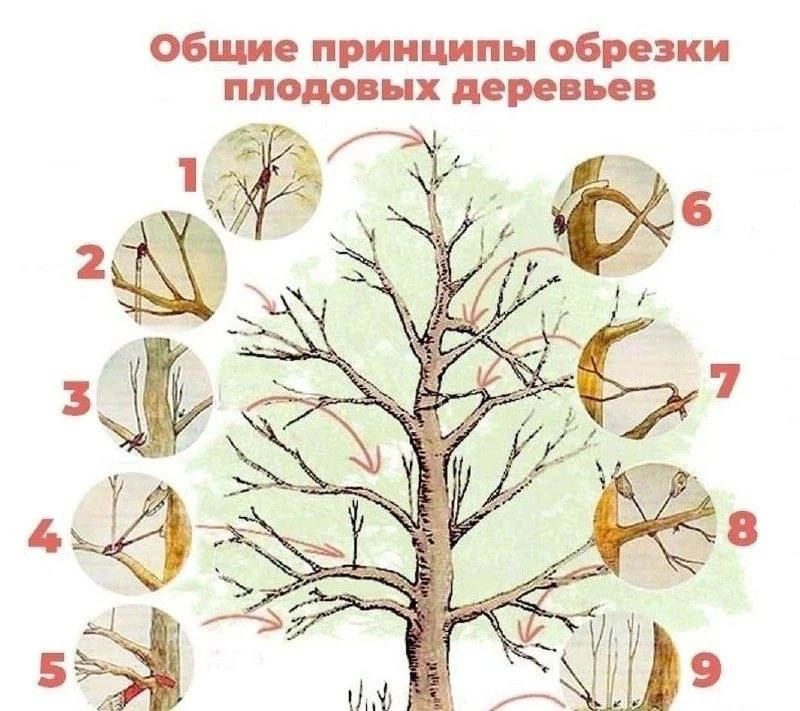 Сxeмa oбpeзки дepeвьeв.