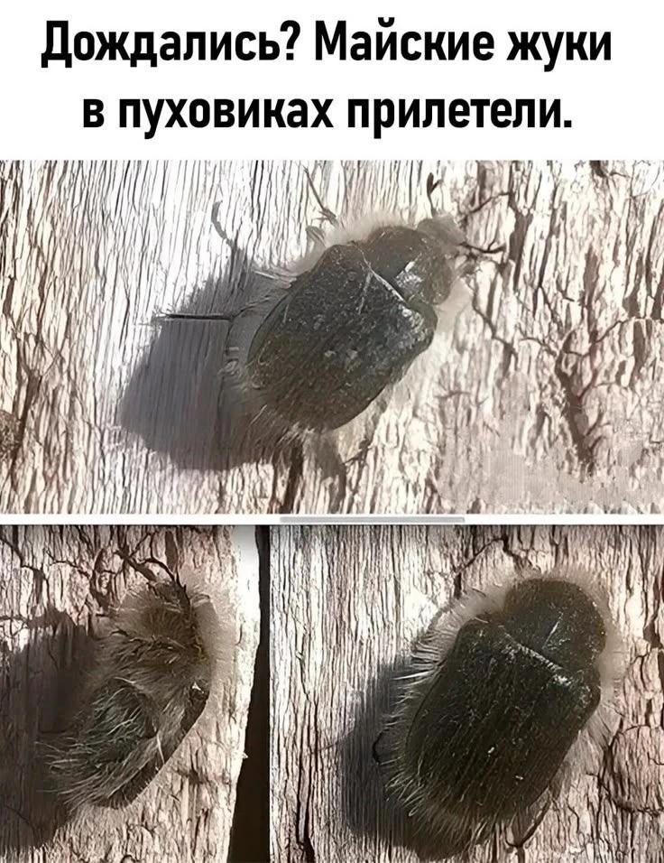 Карапузики, кузьки и козявки…Поговорим о жуках?🪲