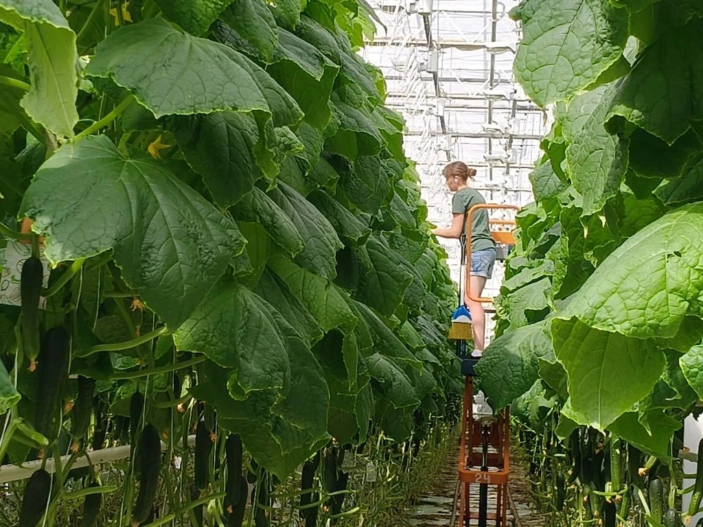 «НейроВитамины» на грядке: салат, огурцы и море открытий! 🥬🥒🍅Небольшой рост – а витаминов вагон!   🚀