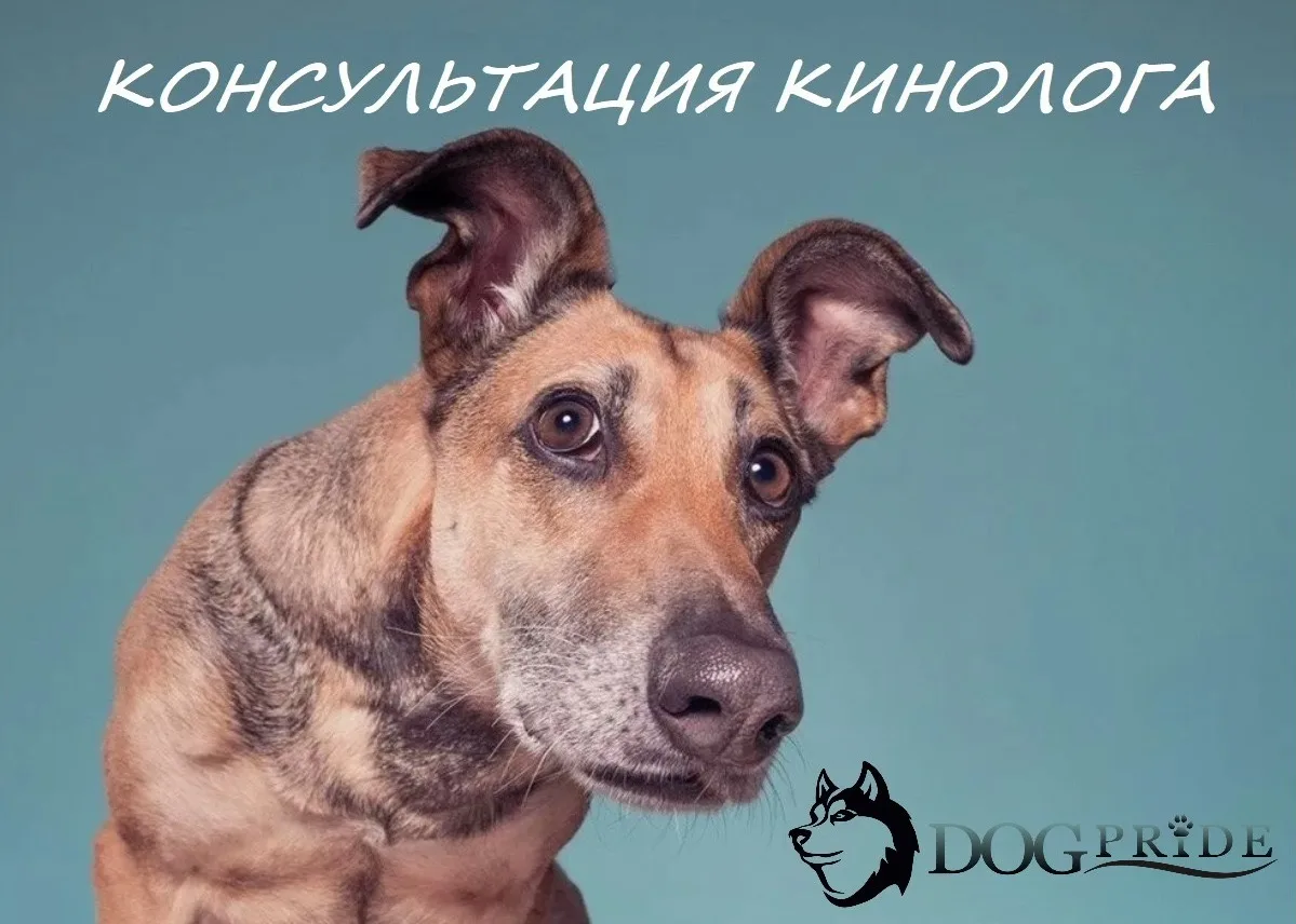 Что такое консультация кинолога?