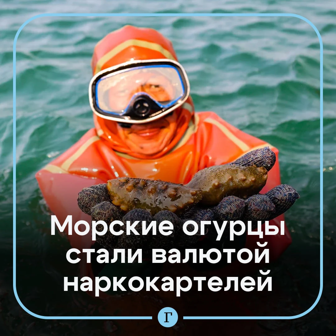 Редкий азиатский деликатес стал валютой в криминальном мире.