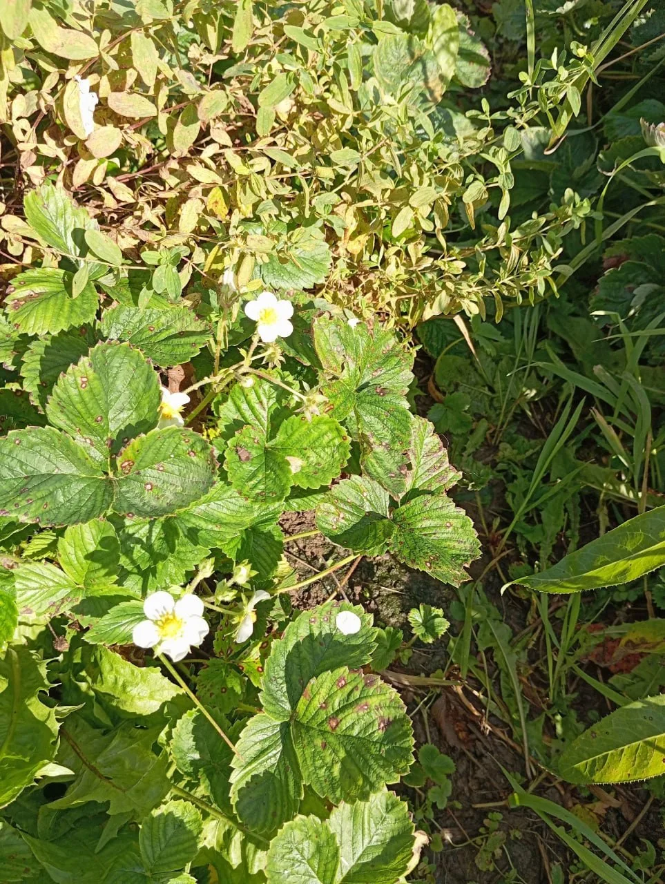 🍓 В Перми зацвела клубника. В конце сентября.