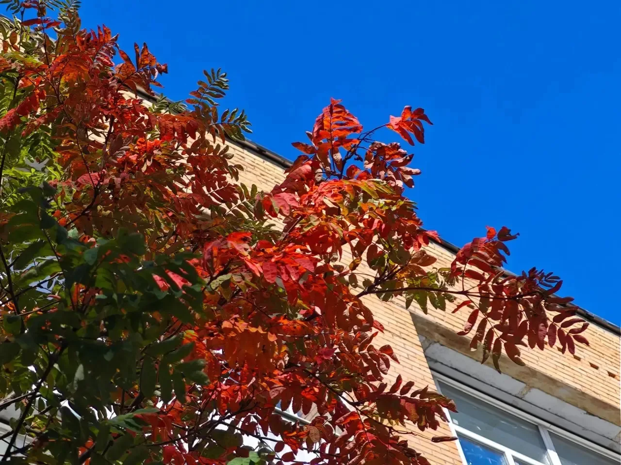 Осень в ГУД слишком прекрасна, чтобы не заполнить снимками всю галерею🍂