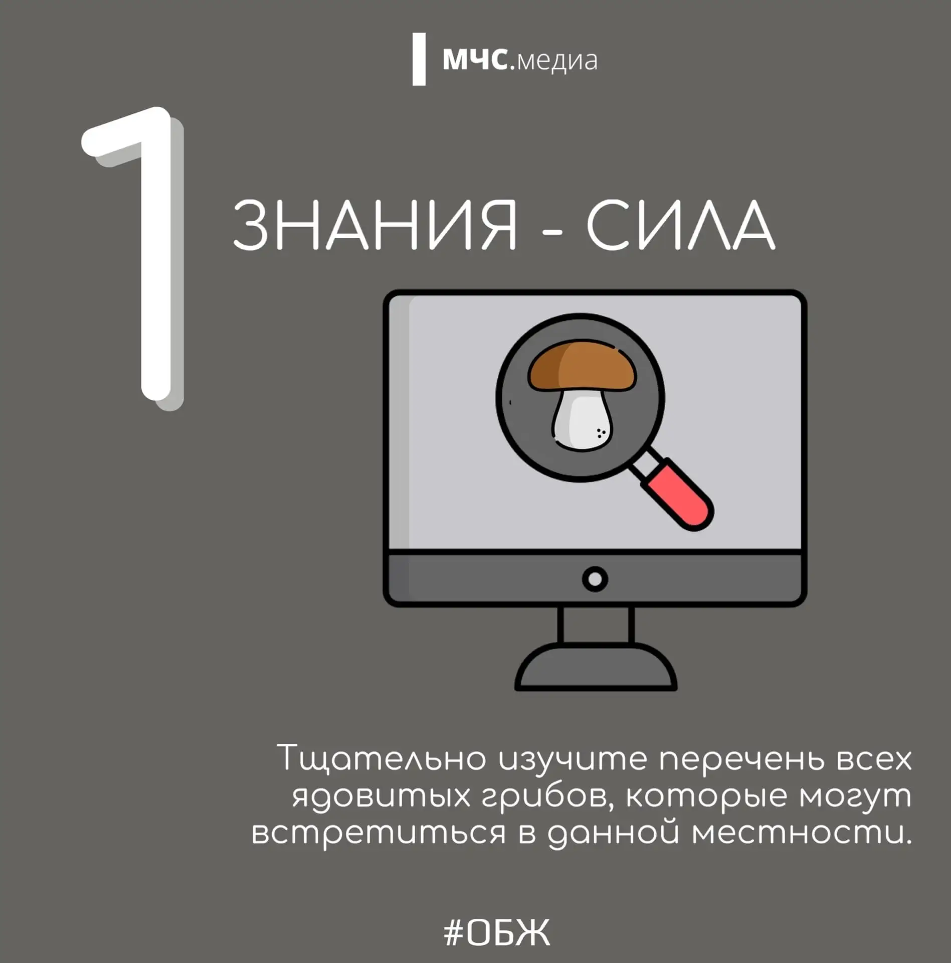 🍄«Тихая охота»: как не превратить сбор грибов в опасное приключение?