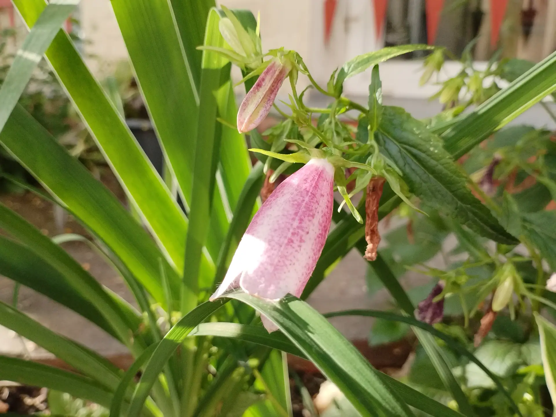 Лето продолжает расписывать город красками цветения. 🌺🌷🪻