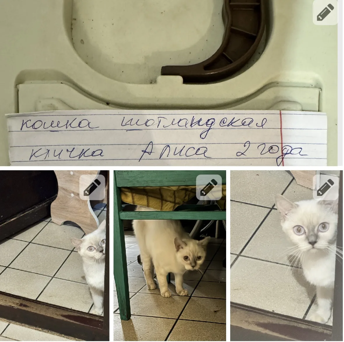 При храме на Памирской живет кошечка, прошлые хозяева уехали, не смогли взять с собой, ...
