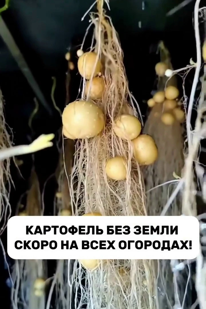 Картофель без земли — уже не фантастика!