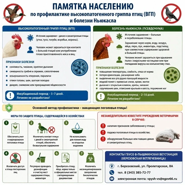 Памятка по профилактике высокопатогенного гриппа птиц (ВГП)