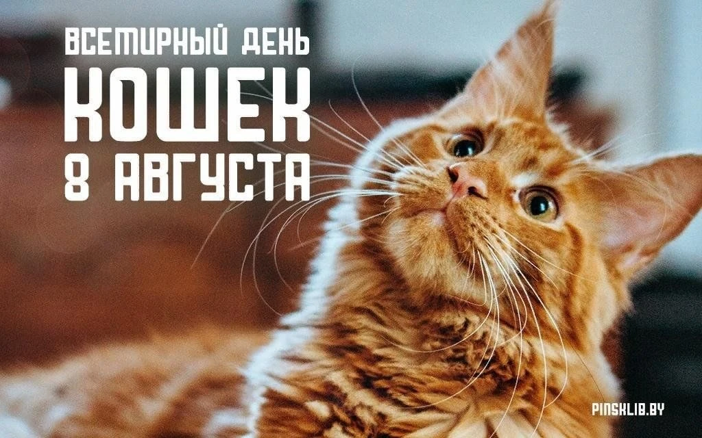 🐾 С Днём кошек! Или как заставить хвостатого работать финансовым талисманом