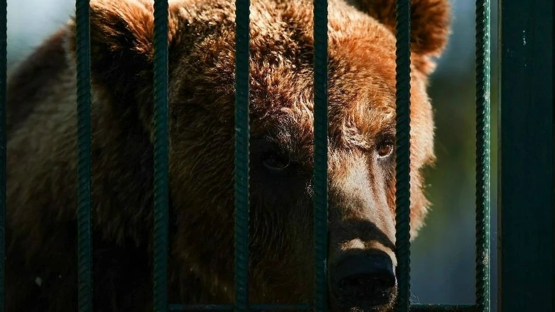 ⚡️Бурого медведя поручили оперативно исключить из числа лимитированных видов, — вице-пр...