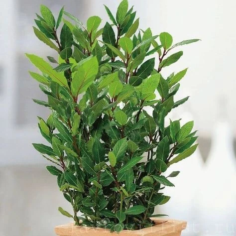 🌱 Лавр благородный (Laurus nobilis): лавровый лист свой

Лавр — вечнозелёное деревце, листья которо