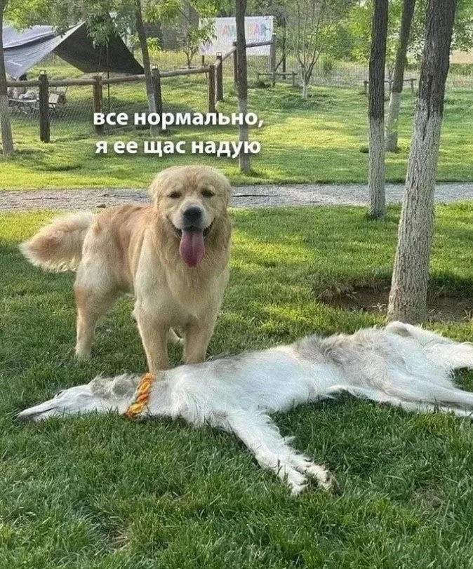 Спящая в траве борзая выглядит как сдутый шарик 😁