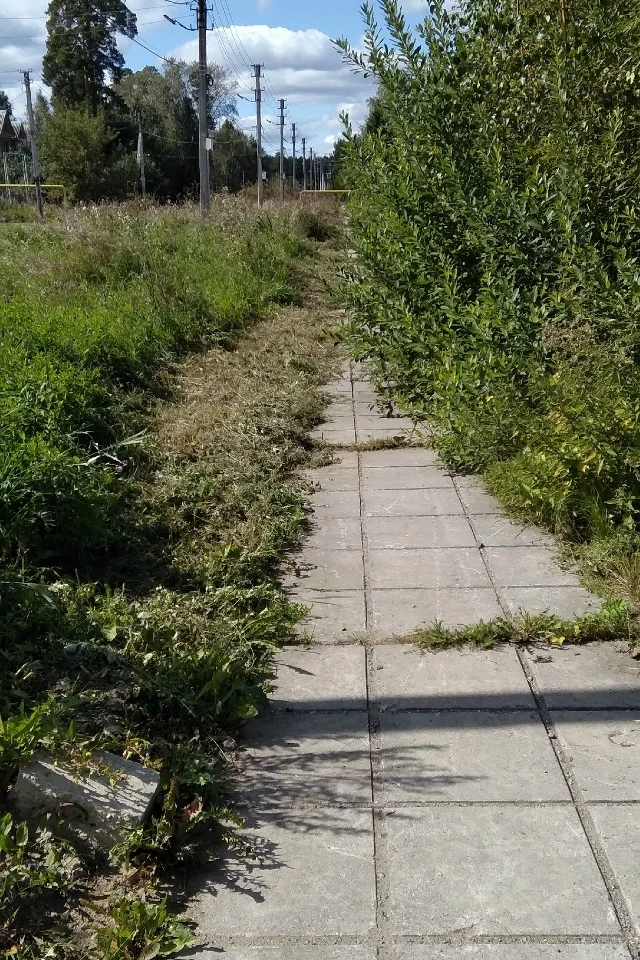 Улица Лесная, с одной стороны тротуара скосили узенькую полоску, с другой дикие заросли...