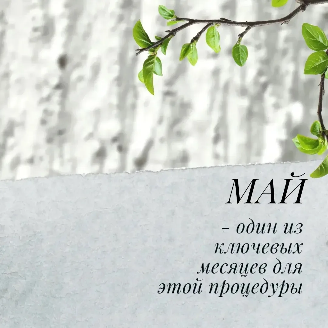 🌳В Чебоксарах проходят работы в рамках майской побелки деревьев   🌿 Обработка стволов деревьев в это