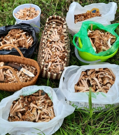 🍄‍🟫 Грибники собирают ведра опят в южноуральских лесах