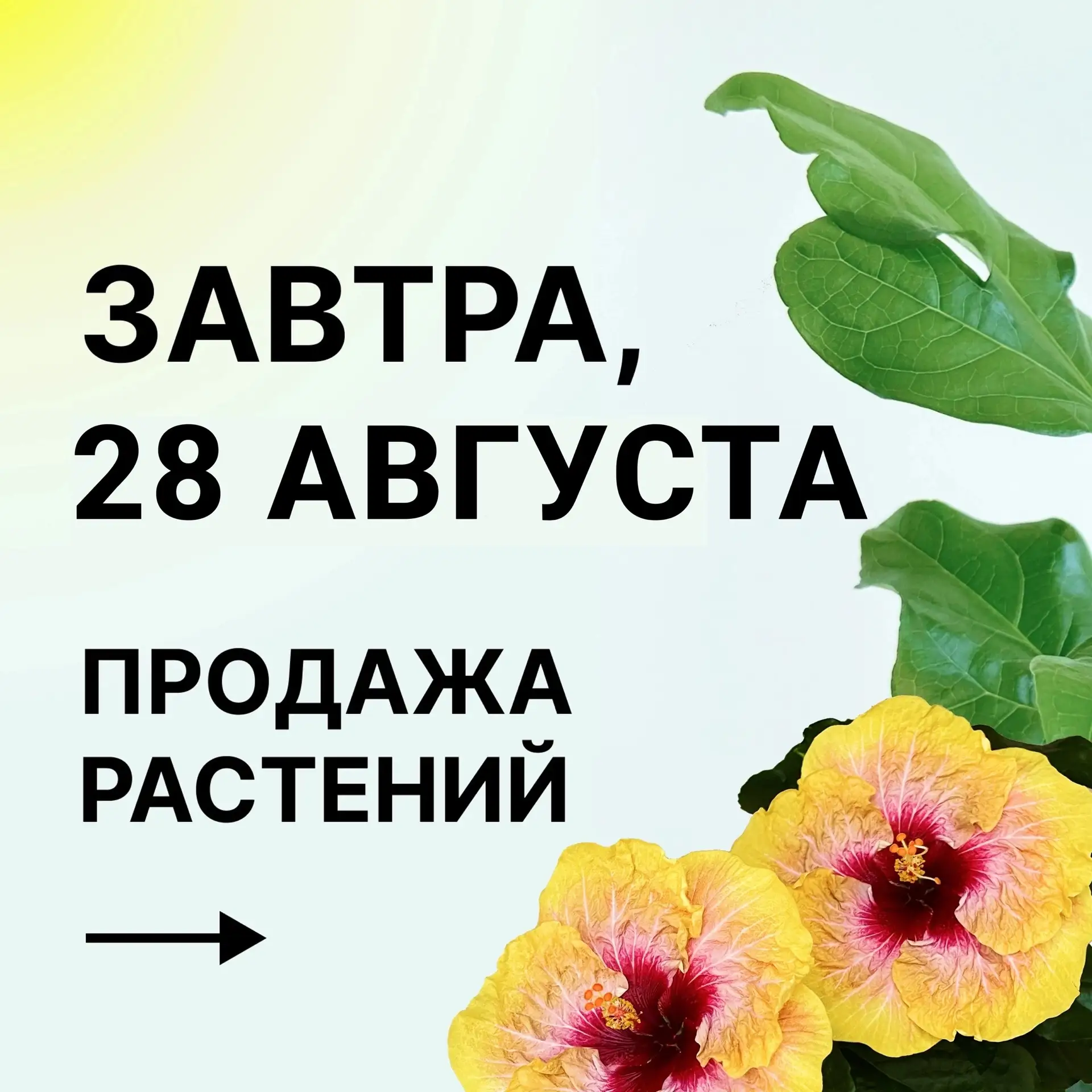 🗓 Завтра, 28 августа, в 18:00 (МСК) — долгожданная публикация растений на продажу!