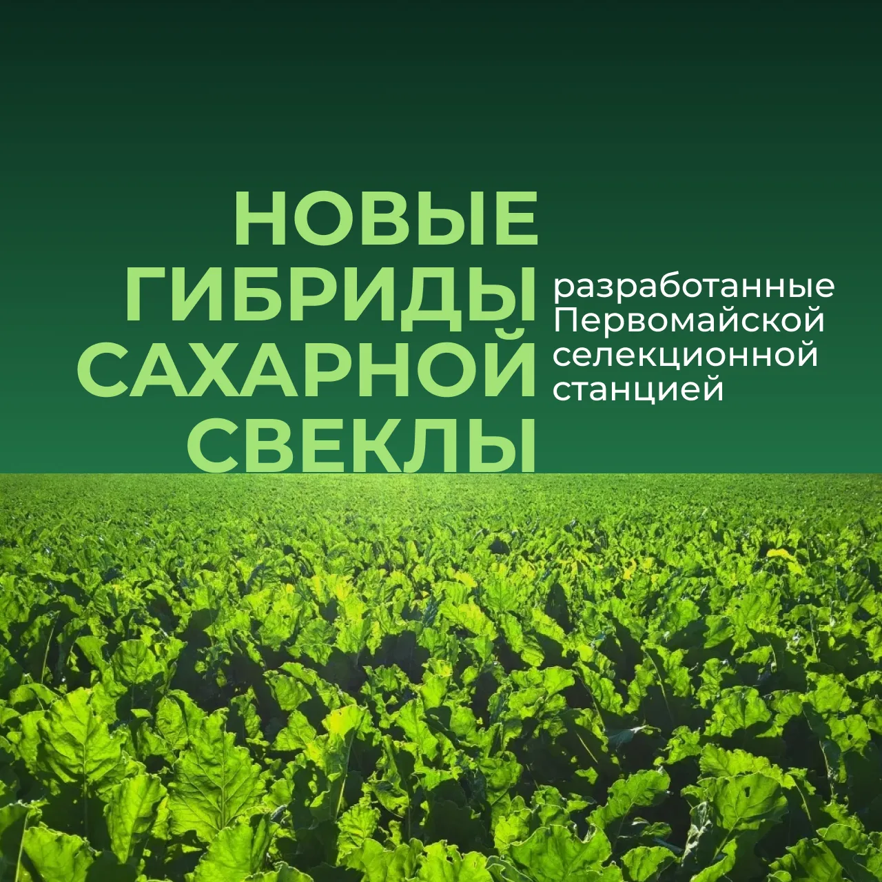 🌱 Перспективные российские гибриды сахарной свеклы