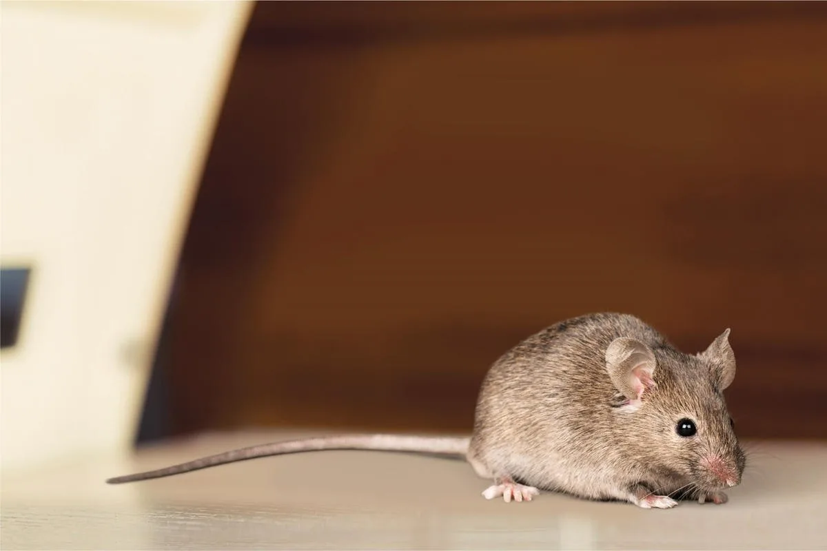 Завелись грызуны на даче? 🐭  Тогда присоединяйтесь к честному тестированию препаратов ...
