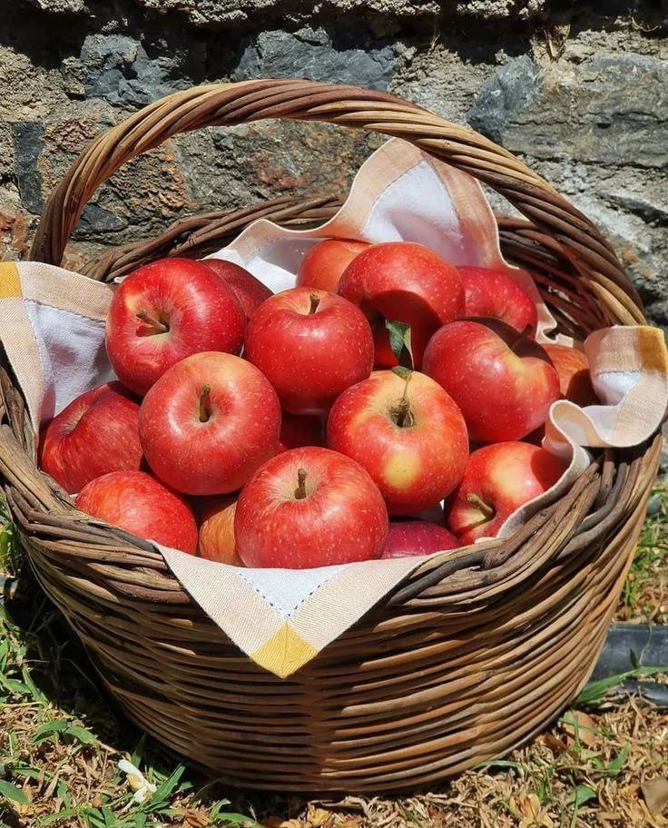🍏 Интересные сорта яблок