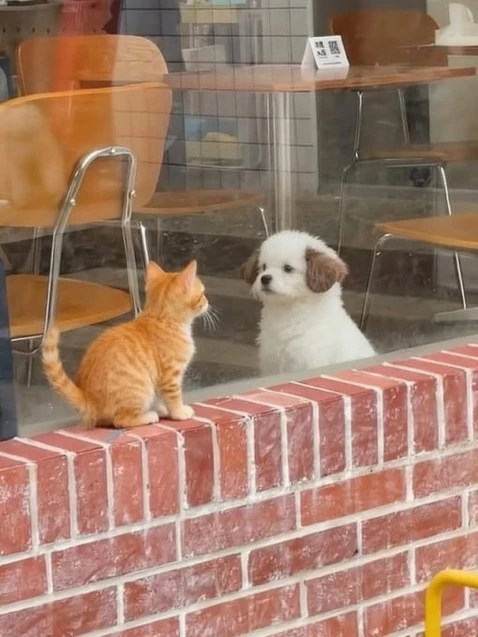 мили коти