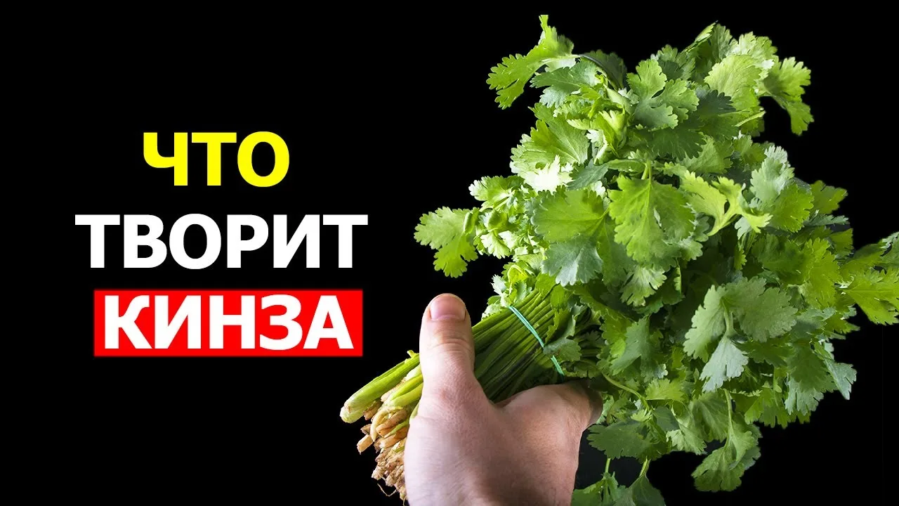 Кинза замедляет старение ⬇️ 

✅ В листьях кориандра много антиоксидантов — полифенольных флавоноидов