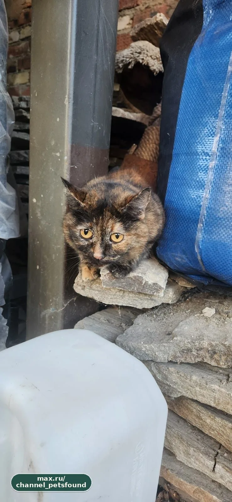 🐾 Найден питомец — Клин