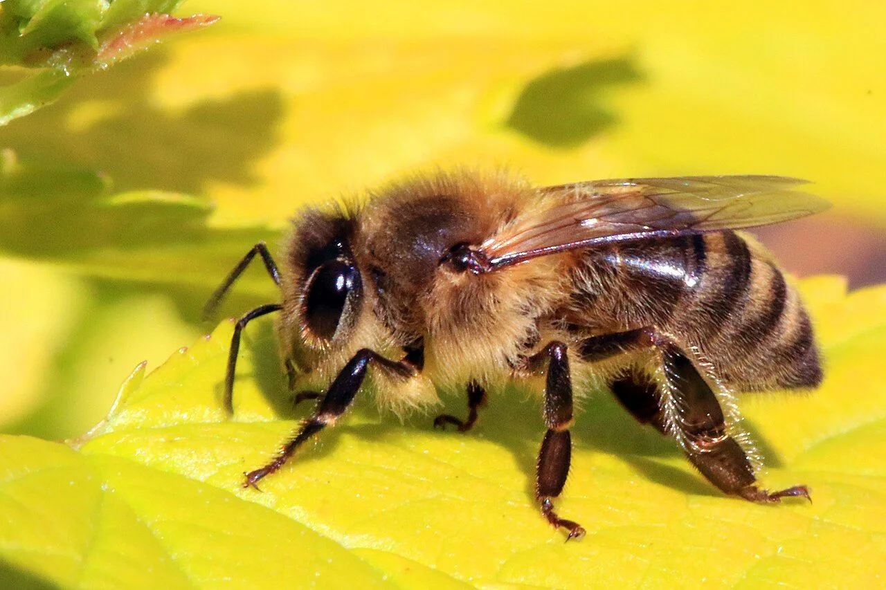 🐝 В Большемуртинско-Сухобузимском округе зафиксирована массовая гибель пчёл

По данным местных пчел
