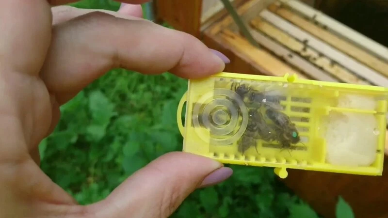 Из Башкирии в Иорданию улетели 250 пчеломаток
