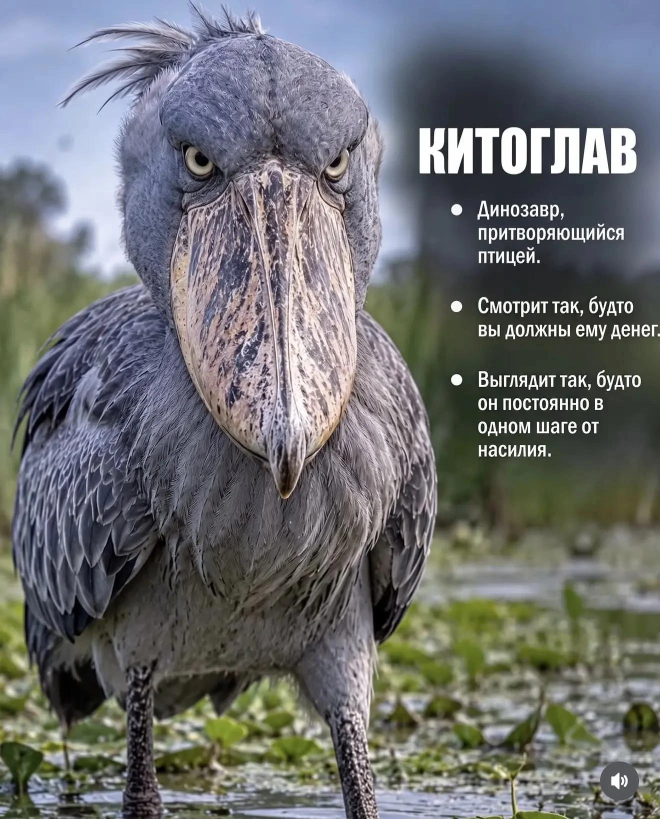 С добрым 🫶  (Животные, которые кажутся вымышленными 😬, поудивляем вас несколько дней)