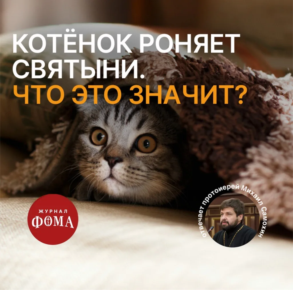 Муж привёз котёнка домой, а она прыгает к иконам. И когда нет рядом никого, может всё свалить. В ком