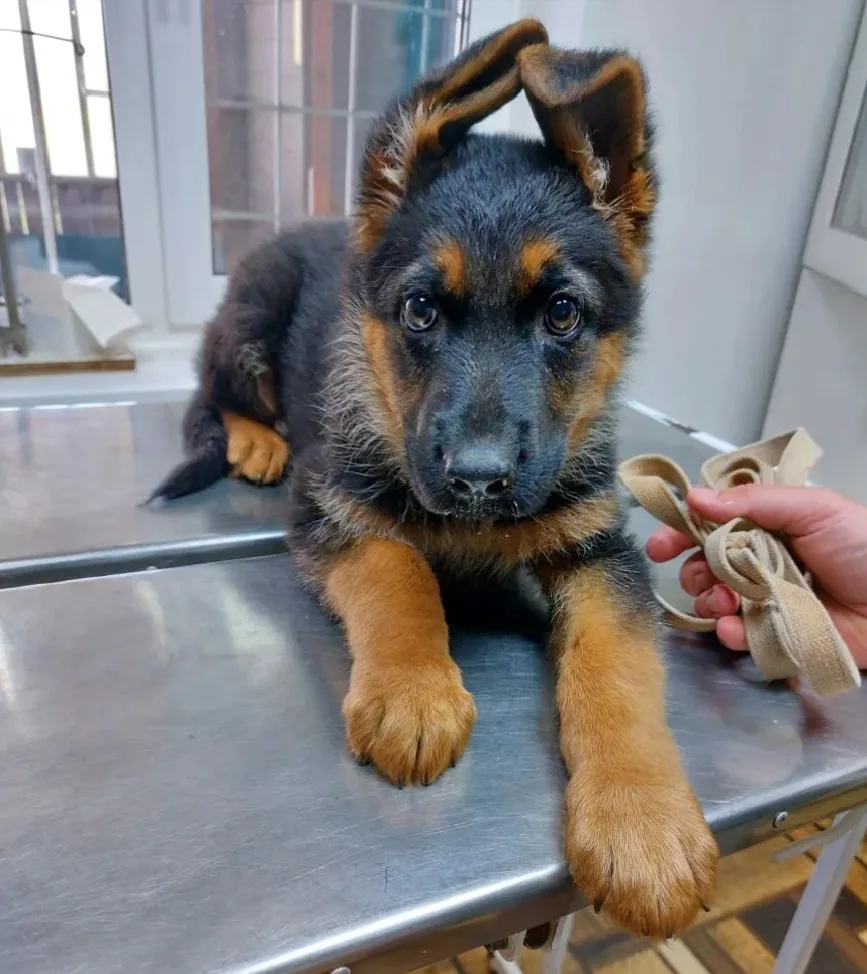 🐕‍🦺❤️Немецкая овчарка Ева, возраст 2 месяца. Провели общий осмотр и первую вакцинацию 💉  Вакцинац
