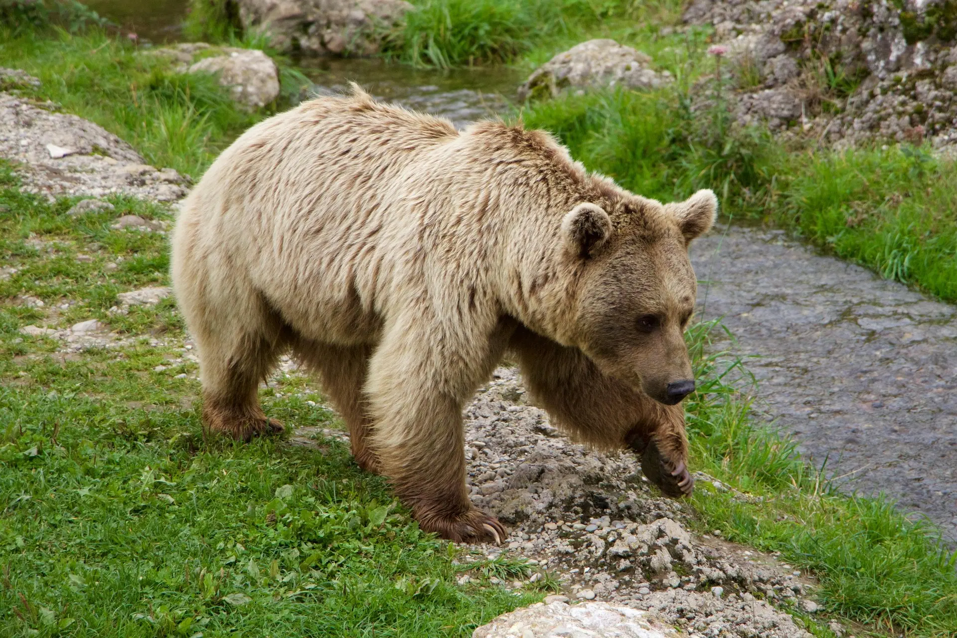 16 медведей на выходных и 190 всего ликвидировали в Хакасии