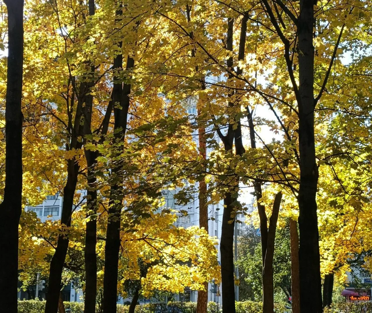🍂 Золотая осень в Сосенках