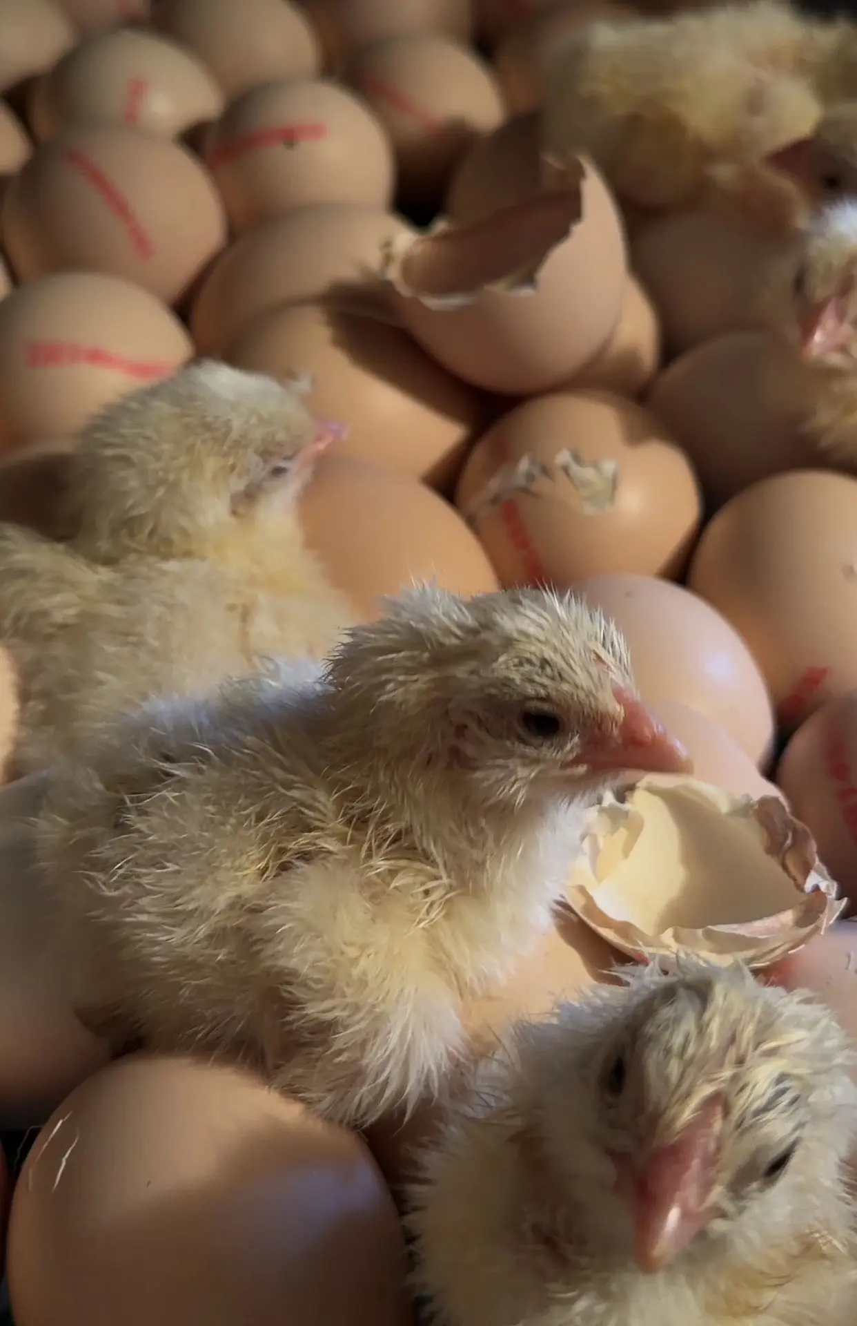 🐔 Августовские бройлеры — по выгодной цене 🔥